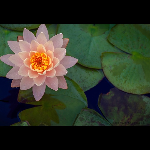 Meet your Posher, Lillie - Picture 1 of 1